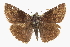  ( - CCDB-28953-H01)  @11 [ ] CreativeCommons - Attribution (2016) CBG Photography Group Centre for Biodiversity Genomics