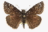  (Erynnis baptisiae - CCDB-28953-H02)  @15 [ ] CreativeCommons - Attribution (2016) CBG Photography Group Centre for Biodiversity Genomics