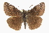  ( - CCDB-28953-H03)  @14 [ ] CreativeCommons - Attribution (2016) CBG Photography Group Centre for Biodiversity Genomics