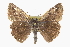  ( - CCDB-28953-H04)  @14 [ ] CreativeCommons - Attribution (2016) CBG Photography Group Centre for Biodiversity Genomics