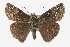  ( - CCDB-28953-H05)  @14 [ ] CreativeCommons - Attribution (2016) CBG Photography Group Centre for Biodiversity Genomics