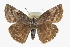  ( - CCDB-28953-H06)  @14 [ ] CreativeCommons - Attribution (2016) CBG Photography Group Centre for Biodiversity Genomics