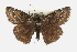  ( - CCDB-28953-H07)  @11 [ ] CreativeCommons - Attribution (2016) CBG Photography Group Centre for Biodiversity Genomics