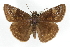  ( - CCDB-28953-H08)  @11 [ ] CreativeCommons - Attribution (2016) CBG Photography Group Centre for Biodiversity Genomics