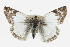  (Heliopetes laviana - CCDB-28954-A08)  @14 [ ] CreativeCommons - Attribution (2016) CBG Photography Group Centre for Biodiversity Genomics