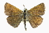  ( - CCDB-28954-C07)  @14 [ ] CreativeCommons - Attribution (2016) CBG Photography Group Centre for Biodiversity Genomics