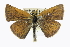 (Oarisma garita - CCDB-28954-C08)  @15 [ ] CreativeCommons - Attribution (2016) CBG Photography Group Centre for Biodiversity Genomics
