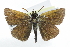  ( - CCDB-28954-C11_NGS)  @13 [ ] CreativeCommons - Attribution (2016) Jacopo DErcole Centre for Biodiversity Genomics