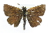  ( - CCDB-28954-C12_NGS)  @13 [ ] CreativeCommons - Attribution (2016) Jacopo DErcole Centre for Biodiversity Genomics
