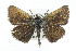  ( - CCDB-28954-D02)  @13 [ ] CreativeCommons - Attribution (2016) CBG Photography Group Centre for Biodiversity Genomics