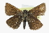  ( - CCDB-28954-D05_NGS)  @13 [ ] CreativeCommons - Attribution (2016) Jacopo DErcole Centre for Biodiversity Genomics