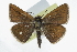  ( - CCDB-28954-D06)  @14 [ ] CreativeCommons - Attribution (2016) CBG Photography Group Centre for Biodiversity Genomics