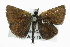  ( - CCDB-28954-D07)  @14 [ ] CreativeCommons - Attribution (2016) CBG Photography Group Centre for Biodiversity Genomics