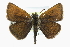  ( - CCDB-28954-D10)  @14 [ ] CreativeCommons - Attribution (2016) CBG Photography Group Centre for Biodiversity Genomics