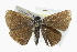  ( - CCDB-28954-D11_NGS)  @13 [ ] CreativeCommons - Attribution (2016) Jacopo DErcole Centre for Biodiversity Genomics