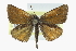  ( - CCDB-28954-D12)  @14 [ ] CreativeCommons - Attribution (2016) CBG Photography Group Centre for Biodiversity Genomics