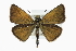  ( - CCDB-28954-E03)  @15 [ ] CreativeCommons - Attribution (2016) CBG Photography Group Centre for Biodiversity Genomics