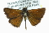  ( - CCDB-28954-E06)  @13 [ ] CreativeCommons - Attribution (2016) CBG Photography Group Centre for Biodiversity Genomics
