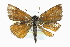  ( - CCDB-28954-E07)  @13 [ ] CreativeCommons - Attribution (2016) CBG Photography Group Centre for Biodiversity Genomics