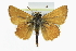  ( - CCDB-28954-E08)  @14 [ ] CreativeCommons - Attribution (2016) CBG Photography Group Centre for Biodiversity Genomics