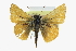  ( - CCDB-28954-E09)  @11 [ ] CreativeCommons - Attribution (2016) CBG Photography Group Centre for Biodiversity Genomics