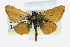  ( - CCDB-28954-E10)  @11 [ ] CreativeCommons - Attribution (2016) CBG Photography Group Centre for Biodiversity Genomics