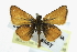  ( - CCDB-28954-E11)  @11 [ ] CreativeCommons - Attribution (2016) CBG Photography Group Centre for Biodiversity Genomics