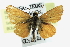  ( - CCDB-28954-E12)  @11 [ ] CreativeCommons - Attribution (2016) CBG Photography Group Centre for Biodiversity Genomics