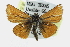  ( - CCDB-28954-F01)  @11 [ ] CreativeCommons - Attribution (2016) CBG Photography Group Centre for Biodiversity Genomics