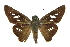  ( - CCDB-28954-G10_NGS)  @14 [ ] CreativeCommons - Attribution (2016) Jacopo DErcole Centre for Biodiversity Genomics