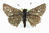  ( - CCDB-28954-H08_NGS)  @14 [ ] CreativeCommons - Attribution (2016) Jacopo DErcole Centre for Biodiversity Genomics
