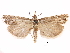  ( - CCDB-28955-A05)  @11 [ ] CreativeCommons - Attribution (2016) CBG Photography Group Centre for Biodiversity Genomics