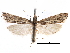  (Mesolia huachucaella - CCDB-28955-A10)  @13 [ ] CreativeCommons - Attribution (2016) CBG Photography Group Centre for Biodiversity Genomics