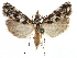  (Mesolia incertellus - CCDB-28955-B05)  @15 [ ] CreativeCommons - Attribution (2016) CBG Photography Group Centre for Biodiversity Genomics