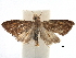  ( - CCDB-28955-B06)  @11 [ ] CreativeCommons - Attribution (2016) CBG Photography Group Centre for Biodiversity Genomics