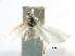  ( - CCDB-28955-C03)  @11 [ ] CreativeCommons - Attribution (2016) CBG Photography Group Centre for Biodiversity Genomics
