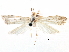  ( - CCDB-28955-C06)  @11 [ ] CreativeCommons - Attribution (2016) CBG Photography Group Centre for Biodiversity Genomics