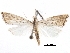  ( - CCDB-28955-E01)  @11 [ ] CreativeCommons - Attribution (2016) CBG Photography Group Centre for Biodiversity Genomics