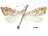  ( - CCDB-28955-E02)  @11 [ ] CreativeCommons - Attribution (2016) CBG Photography Group Centre for Biodiversity Genomics
