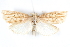  ( - CCDB-28955-G06)  @14 [ ] CreativeCommons - Attribution (2016) CBG Photography Group Centre for Biodiversity Genomics