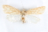  ( - CCDB-28955-G07)  @11 [ ] CreativeCommons - Attribution (2016) CBG Photography Group Centre for Biodiversity Genomics