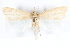  ( - CCDB-28955-G08)  @11 [ ] CreativeCommons - Attribution (2016) CBG Photography Group Centre for Biodiversity Genomics