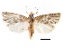  ( - CCDB-28955-G11)  @11 [ ] CreativeCommons - Attribution (2016) CBG Photography Group Centre for Biodiversity Genomics