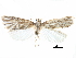  ( - CCDB-28955-H01)  @11 [ ] CreativeCommons - Attribution (2016) CBG Photography Group Centre for Biodiversity Genomics
