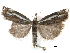  ( - CCDB-28955-H04)  @11 [ ] CreativeCommons - Attribution (2016) CBG Photography Group Centre for Biodiversity Genomics