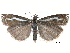  ( - CCDB-28955-H05)  @11 [ ] CreativeCommons - Attribution (2016) CBG Photography Group Centre for Biodiversity Genomics