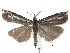  ( - CCDB-28955-H06)  @11 [ ] CreativeCommons - Attribution (2016) CBG Photography Group Centre for Biodiversity Genomics