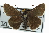  ( - CCDB-28956-B06)  @11 [ ] CreativeCommons - Attribution (2016) CBG Photography Group Centre for Biodiversity Genomics