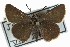  ( - CCDB-28956-B07_NGS)  @11 [ ] CreativeCommons - Attribution (2016) Jacopo DErcole Centre for Biodiversity Genomics