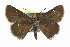  ( - CCDB-28956-B08)  @14 [ ] CreativeCommons - Attribution (2016) CBG Photography Group Centre for Biodiversity Genomics